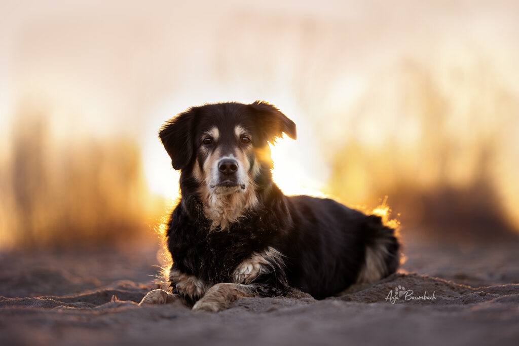 Hund Amina im Sonnenuntergang. Fotoshooting in Leipzig bei Anja Baumbach Fotografie