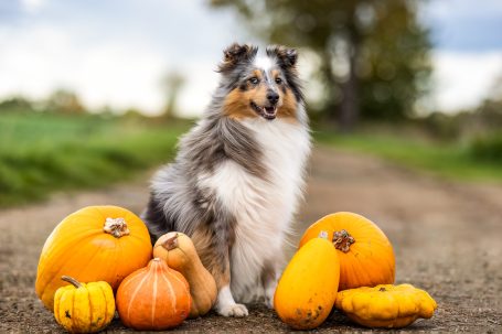 Ein Collie sitzt zwischen Kürbissen auf einem Weg in der Natur.
