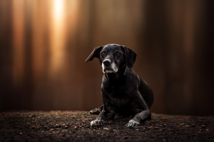Schwarzer Hund liegt im Vordergrund, mit unscharfem Waldhintergrund.
