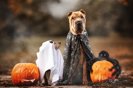 Hunde in Halloween-Kostümen stehen neben Kürbissen im Freien.