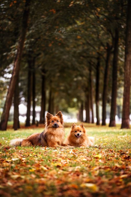 Zwei ruhende Hunde auf einem mit Laub bedeckten Weg zwischen Bäumen.