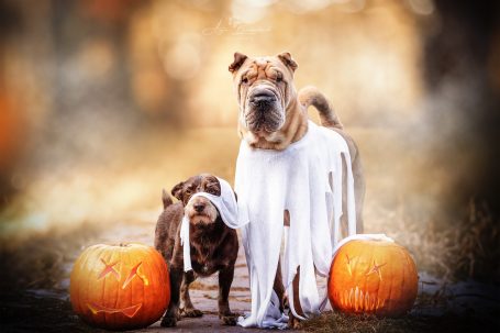 Zwei Hunde in Halloween-Verkleidung stehen neben gruseligen Kürbissen.