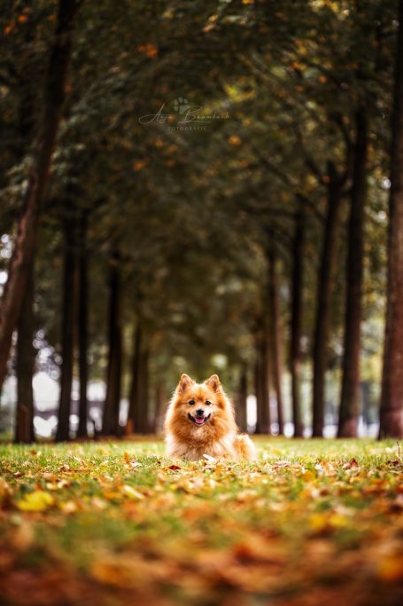 Ein kleiner, flauschiger Hund liegt auf buntem Laub in einem Baumgarten.