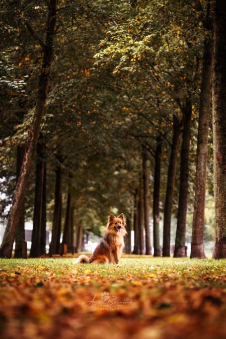 Ein Hund sitzt auf einem mit Herbstblättern bedeckten Weg zwischen Bäumen.