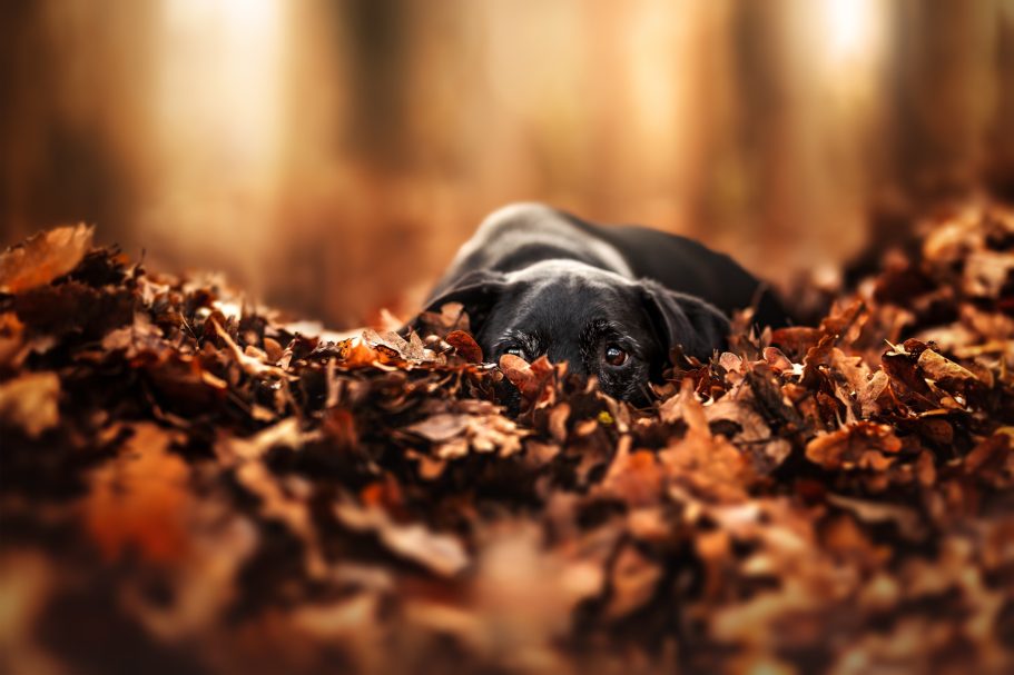 Schwarzer Hund, der in Laub liegt, mit unscharfem Hintergrund aus Bäumen.