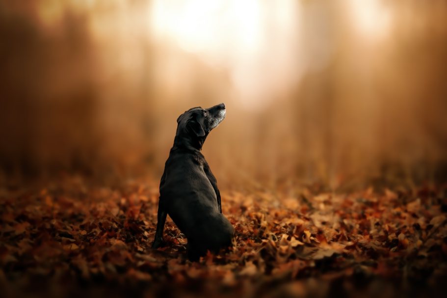 Schwarzer Hund sitzt im Laub eines herbstlichen Waldes und schaut nach oben.