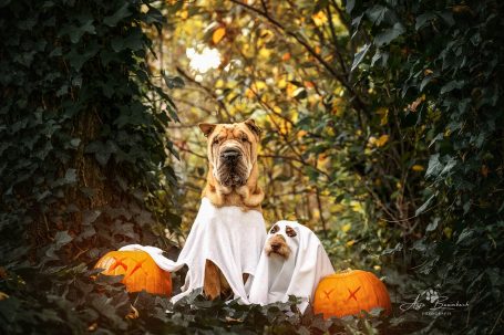 Zwei Hunde in weißen Tüchern, umgeben von Kürbissen und herbstlichen Blättern.