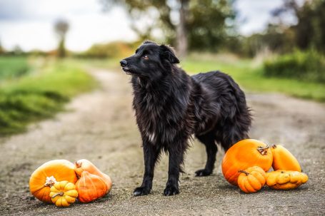 Schwarzer Hund steht zwischen mehreren Kürbissen auf einem Weg.
