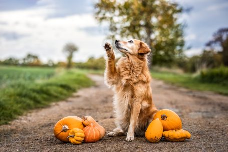 Ein golden retriever Hund sitzt auf einem Weg zwischen kleinen Kürbissen.